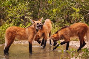 Parque Vida Cerrado transfere primeiros lobos-guarás que integram projeto inédito de reintrodução e soltura