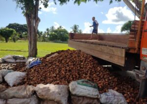 Coco de piaçava da Bahia ganha destaque internacional como matéria-prima para Rosários Egípcios