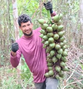 Coco de piaçava da Bahia ganha destaque internacional como matéria-prima para Rosários Egípcios