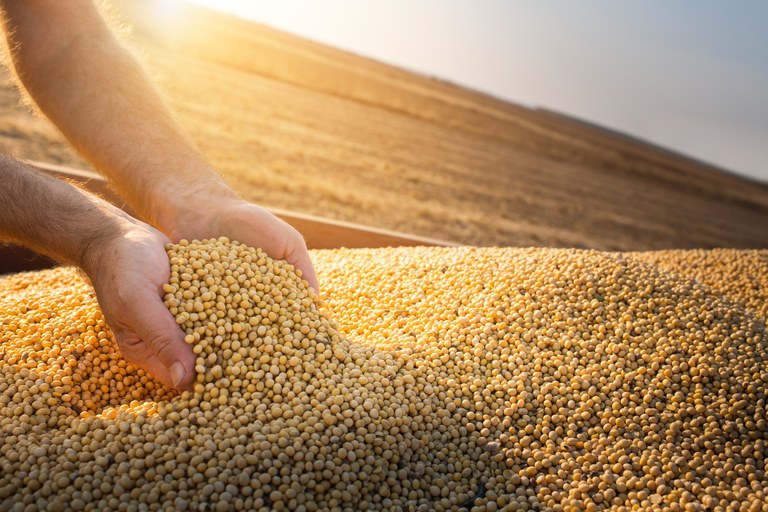 Estados do Matopiba registram aumento da área plantada de grãos em 2023