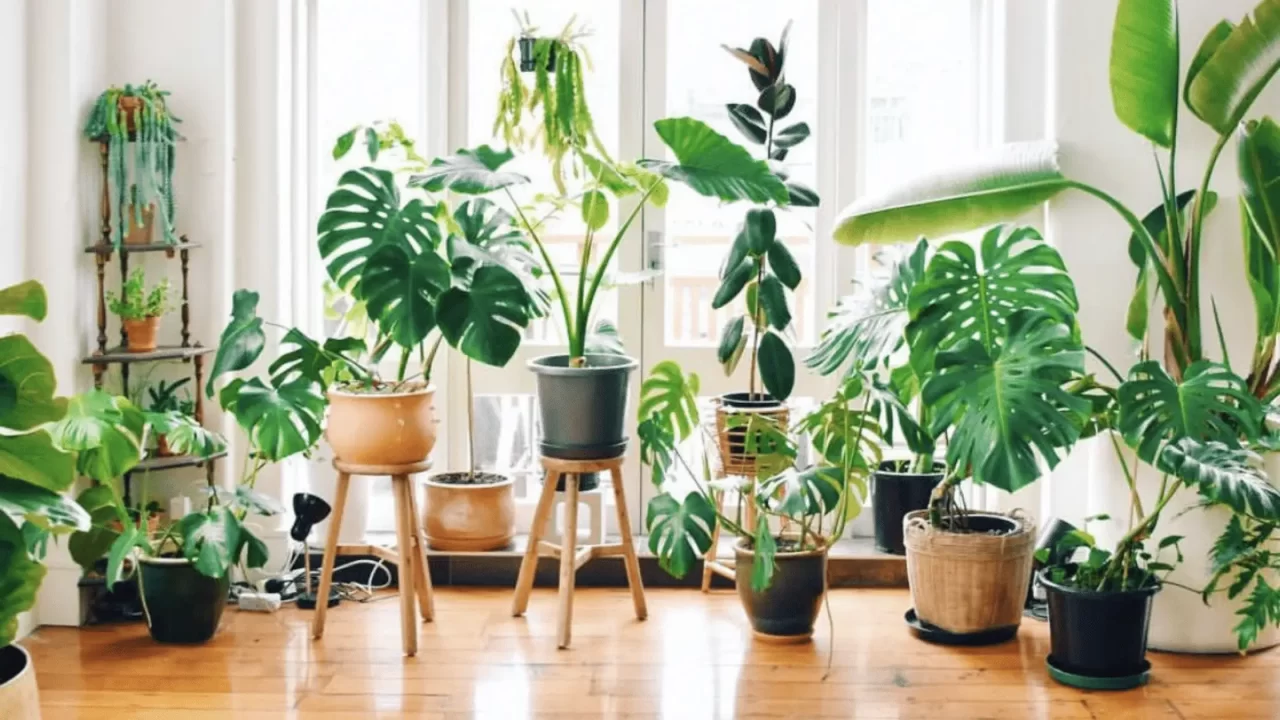 O que é Urban Jungle e como adotar esse estilo na sua casa?