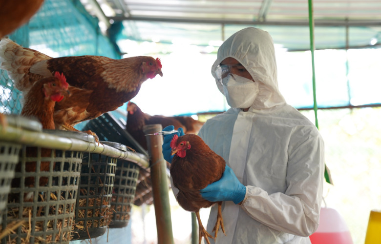 Bahia instala comitê de enfrentamento da gripe aviária