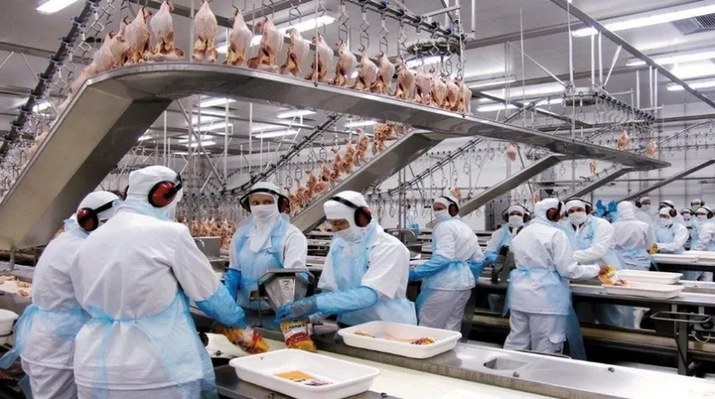 Brasil é líder global na exportação de carne de frango, mas há espaço para crescimento