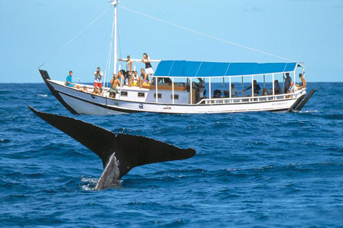 Festival das Baleias incentiva o ecoturismo na Bahia