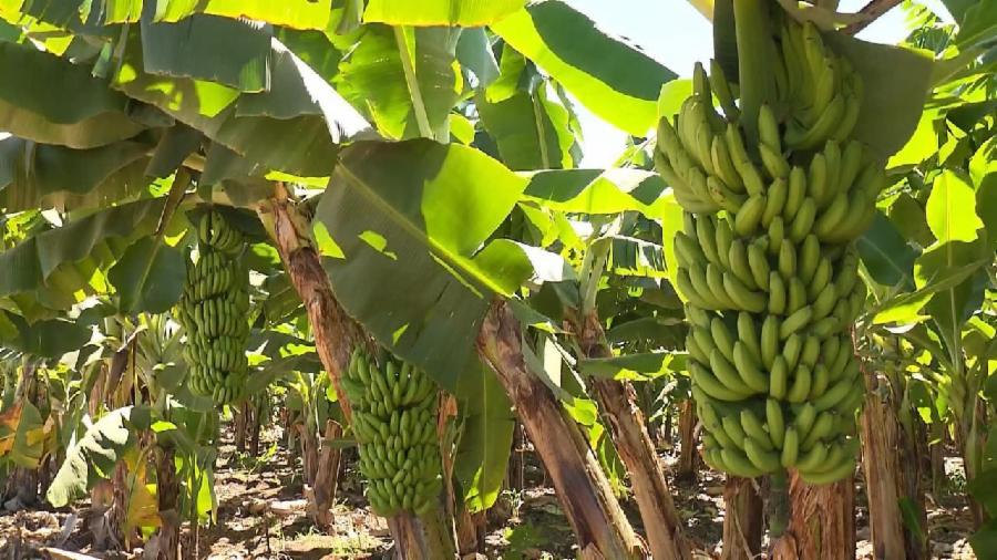 Bahia é segundo no ranking de produção de banana no país
