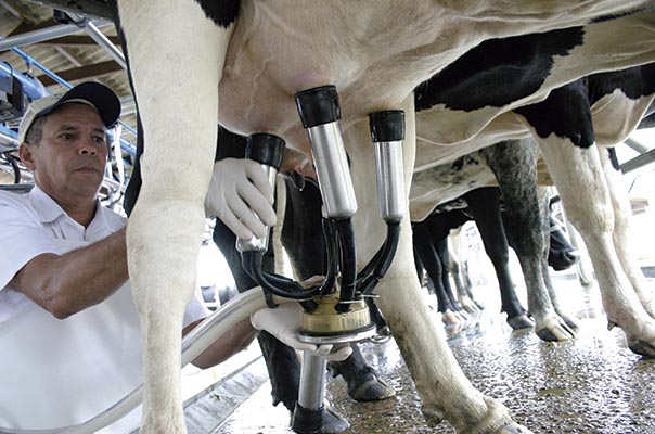 Mercado: Cadeia produtiva do leite vê cenário desafiador em 2024