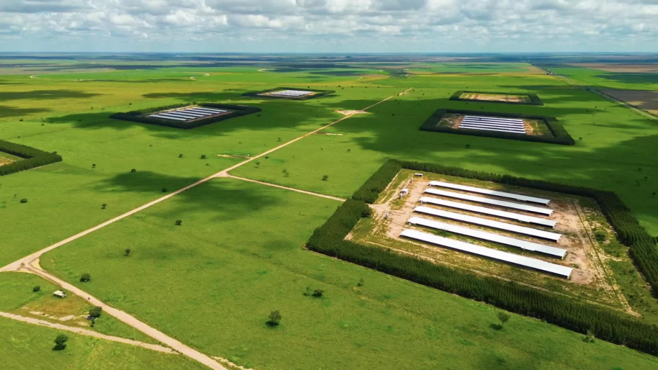 Agroindústria: Investimentos devem expandir produção da avicultura baiana