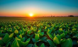 Bahia Bate Recorde na Safra de Soja: 68 Sacas por Hectare e Oportunidades à Vista!