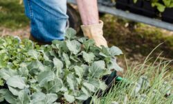 Escola do Jardim Paraíso recebe horta escolar