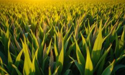 "China Leva à Prática Revolução do Milho Transgênico: 3,3 Milhões de Hectares até 2025"