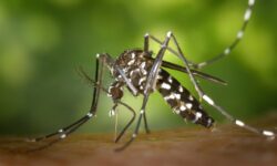Dengue continua em alta no Brasil: mortes são preocupantes em SP, PR e MG