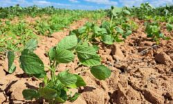 MAPA divulga calendário de semeadura e vazio sanitário da soja para a safra 2025/2026 com regionalização inédita na Bahia