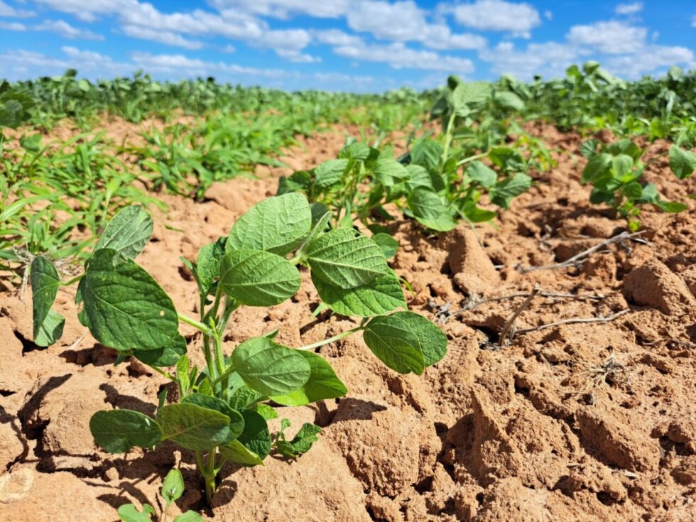 MAPA divulga calendário de semeadura e vazio sanitário da soja para a safra 2025/2026 com regionalização inédita na Bahia