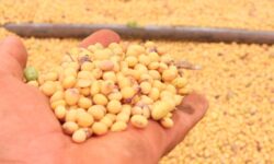 Bahia encerra safra de soja 2024/2025 com maior produtividade dos últimos 30 anos e consolidação de práticas sustentáveis