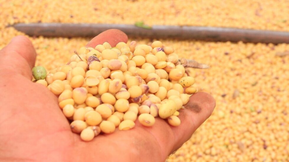 Bahia encerra safra de soja 2024/2025 com maior produtividade dos últimos 30 anos e consolidação de práticas sustentáveis