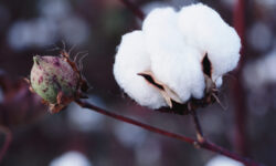 Safra brasileira de algodão 2024/25 cai para 3,85 mi/t após perdas na Bahia causadas pelo clima