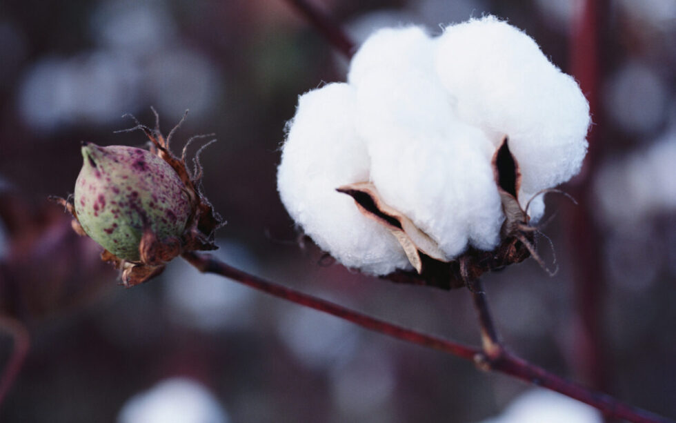 Safra brasileira de algodão 2024/25 cai para 3,85 mi/t após perdas na Bahia causadas pelo clima