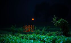 Brasil Avança no Combate à Gripe Aviária: Negociações para Redução de Embargos e Retomada de Exportações de Frango