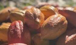 Oeste baiano sediará maior evento da cacauicultura brasileira com foco em tecnologia, mercado e sustentabilidade