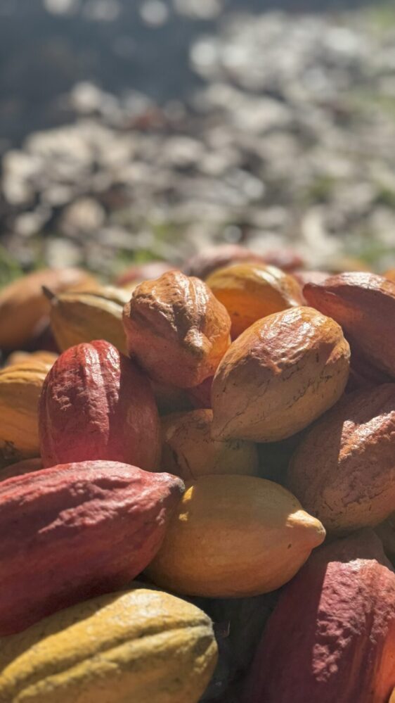 Oeste baiano sediará maior evento da cacauicultura brasileira com foco em tecnologia, mercado e sustentabilidade