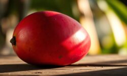 Bahia Pronta para Dominar Mercado de Manga nos EUA: Como a Região do Vale do São Francisco Conquista a América