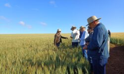 Indústria moageira aposta no Cerrado para ampliar a produção de trigo nacional