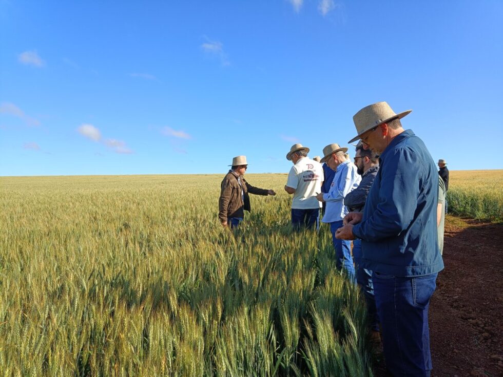 Indústria moageira aposta no Cerrado para ampliar a produção de trigo nacional