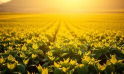 Revolução no Agronegócio: As Novas Taxas de Imposto Que Podem Transformar a Economia Argentina