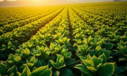 Transforme o Futuro da Agricultura: Participe da AgriZone na COP30 e Faça a Diferença!