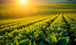 5 Inovações das Agtechs Argentinhas Que Podem Revolucionar a Agricultura e Garantir Sustentabilidade