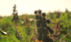 Mamona avança na regeneração do solo na BA e MT