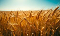 Desafios Climáticos: Como a Seca Pode Transformar a Colheita de Grãos na Ucrânia em 5 Mudanças Impactantes