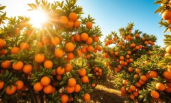 Impacto Devastador: Como as Tarifas de Trump Poderão Deixar as Laranjas Brasileiras Podres e Afetar os Consumidores dos EUA