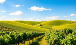 Descubra os 6 Sauvignon Blancs Imperdíveis que Encantaram Críticos pelo Mundo!