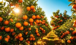 Tarifa Surpreendente: Como a Indústria de Suco de Laranja Pode Enfrentar um Prejuízo de R$ 4,3 Bi e Desafios Inimagináveis