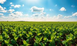 Revolução da Soja: 7 Desafios e Oportunidades que Podem Transformar o Agronegócio Brasileiro