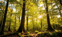 Klabin Recebe R$1,2 Bilhão e Revoluciona o Setor Florestal com o Projeto Plateau: Descubra as Oportunidades!