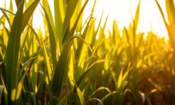 Raízen em Ascensão: Como a Possível Parceria com a Petrobras Pode Revolucionar o Setor de Energias Renováveis