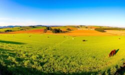 BRF Surpreende com Lucro de R$ 735 Mi em Meio à Crise da Gripe Aviária: Descubra Como!