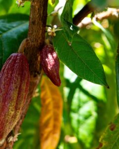 Inovação e sustentabilidade são destaques do Seminário de Fruticultura Irrigada, evento que acontece dentro da Barra Agroshow