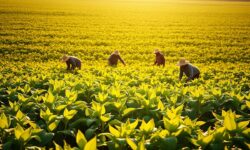 Crise à Vista: Como a Falta de Acordos com a China Pode Colocar em Risco os Produtores de Soja dos EUA