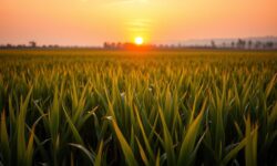 A Raízen Está em Busca de um Novo Sócio: Como a Estratégia de Desalavancagem Transformará o Futuro da Empresa?