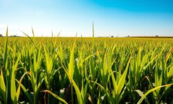 Raízen e a Grande Virada: Descubra Como a Venda de Usinas por R$1,54 Bilhão Pode Transformar o Agronegócio Brasileiro!