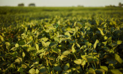 Combate à ferrugem asiática ganha reforço com práticas regenerativas e respeito ao vazio sanitário