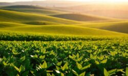 Crescimento da Soja no Paraná: O Que Esperar e Como Aproveitar Essa Oportunidade Agrícola?