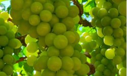 Inovação e sustentabilidade são destaques do Seminário de Fruticultura Irrigada, evento que acontece dentro da Barra Agroshow