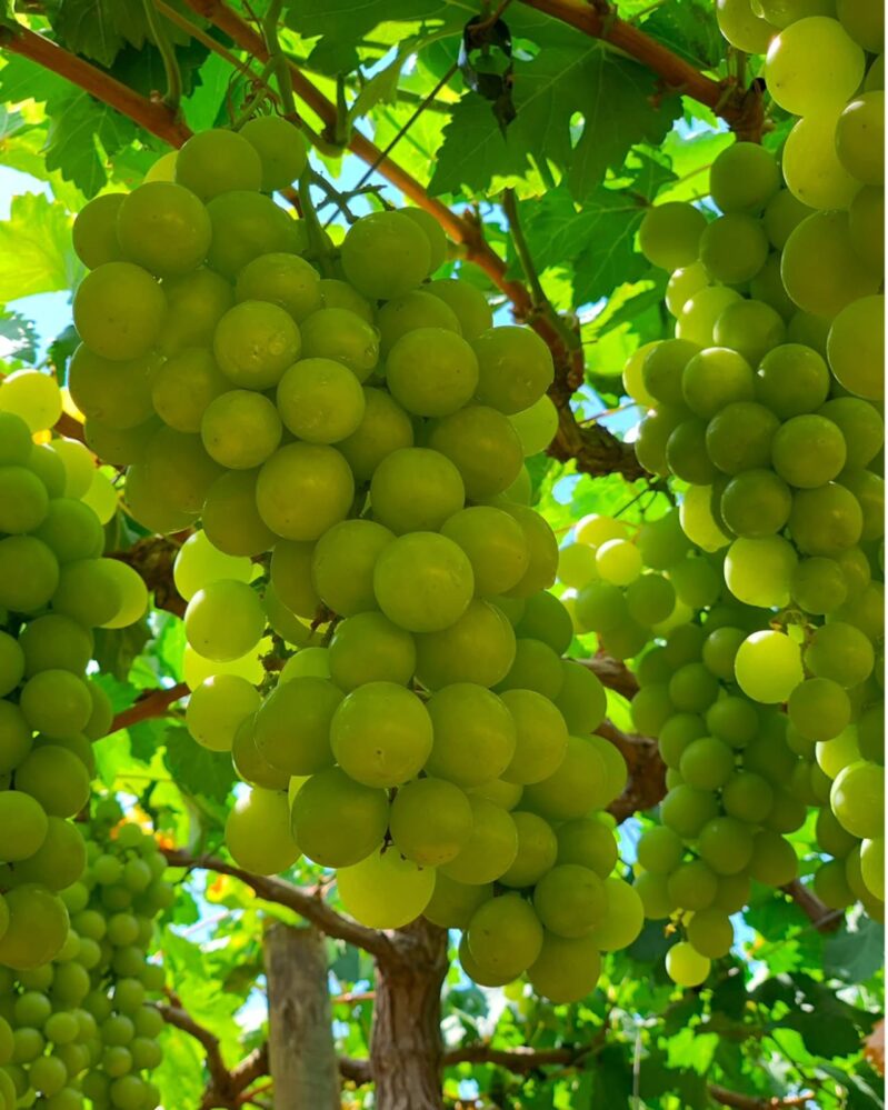 Inovação e sustentabilidade são destaques do Seminário de Fruticultura Irrigada, evento que acontece dentro da Barra Agroshow