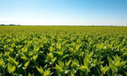 A Queda da Soja: Como a Mudança na Demanda da China Ameaça o Futuro do Agronegócio dos EUA