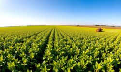 Cenário Crítico: Como a Indecisão Comercial com a China Pode Arruinar os Produtores de Soja dos EUA