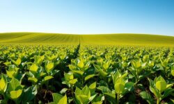 Agricultores em Crise: Como Um Acordo com a China Pode Salvar a Soja Americana?